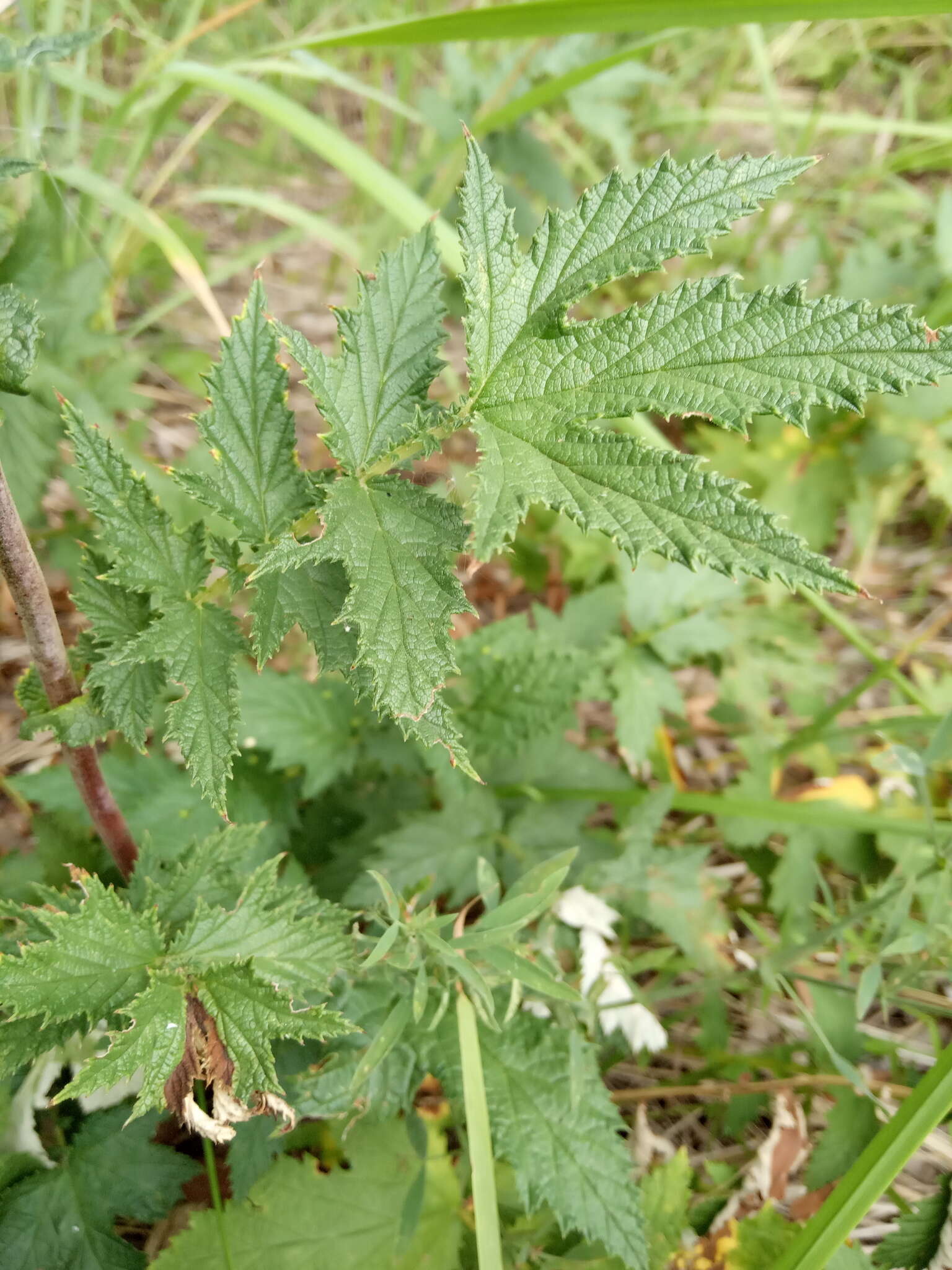 Image of Filipendula stepposa Juzepczuk