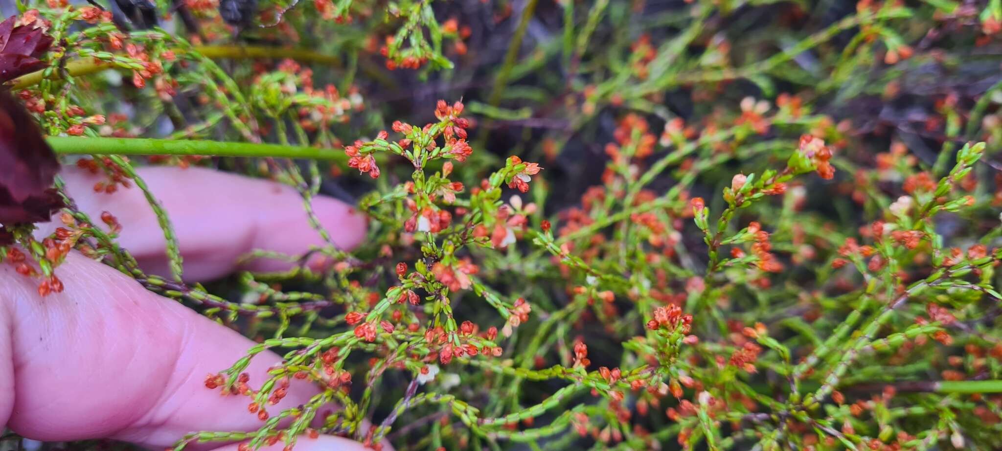 Image of Erica multiflexuosa E. G. H. Oliver