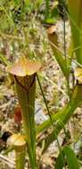 Image of pitcherplant