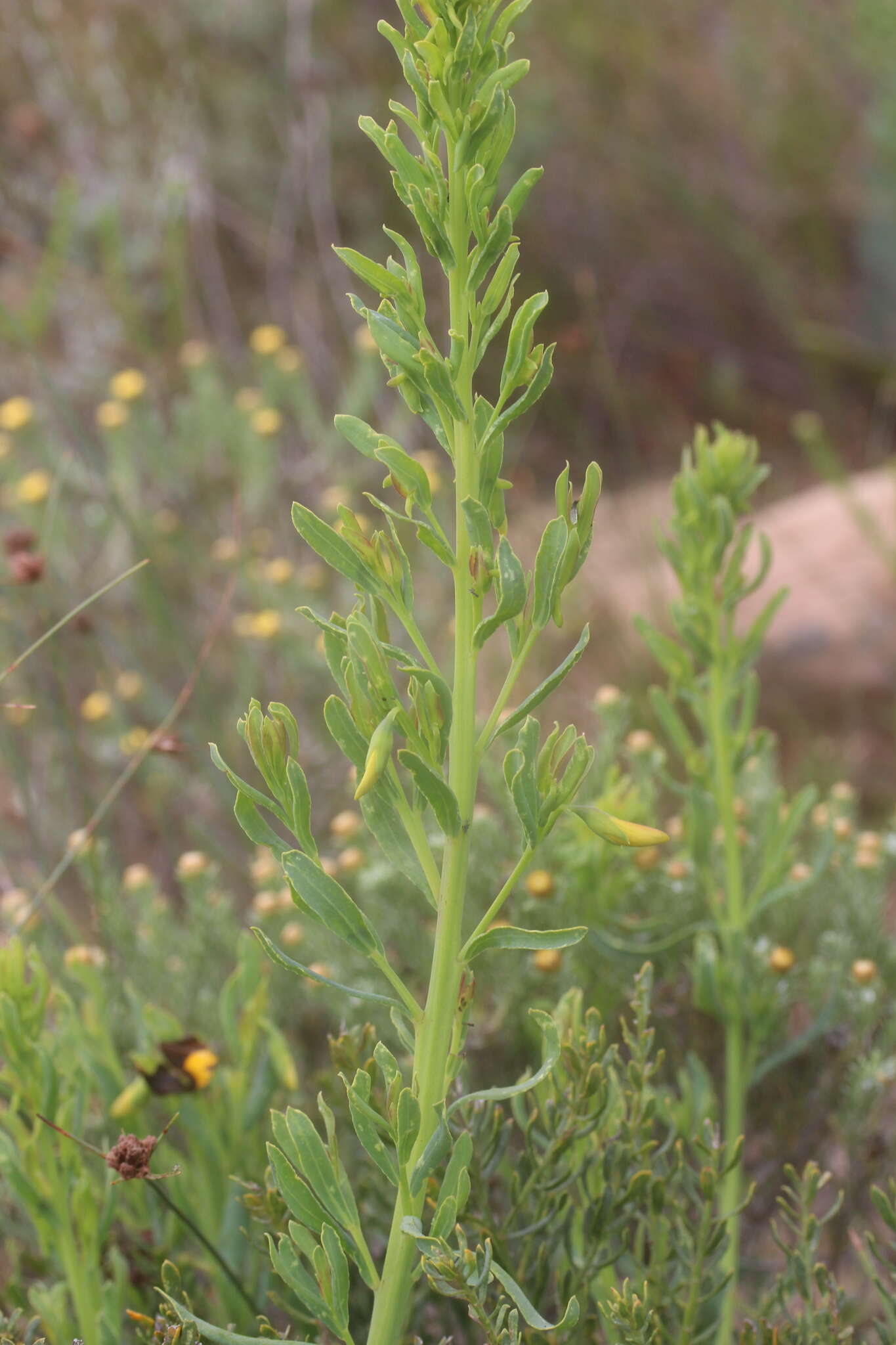 Image of <i>Rafnia <i>angulata</i></i> subsp. angulata