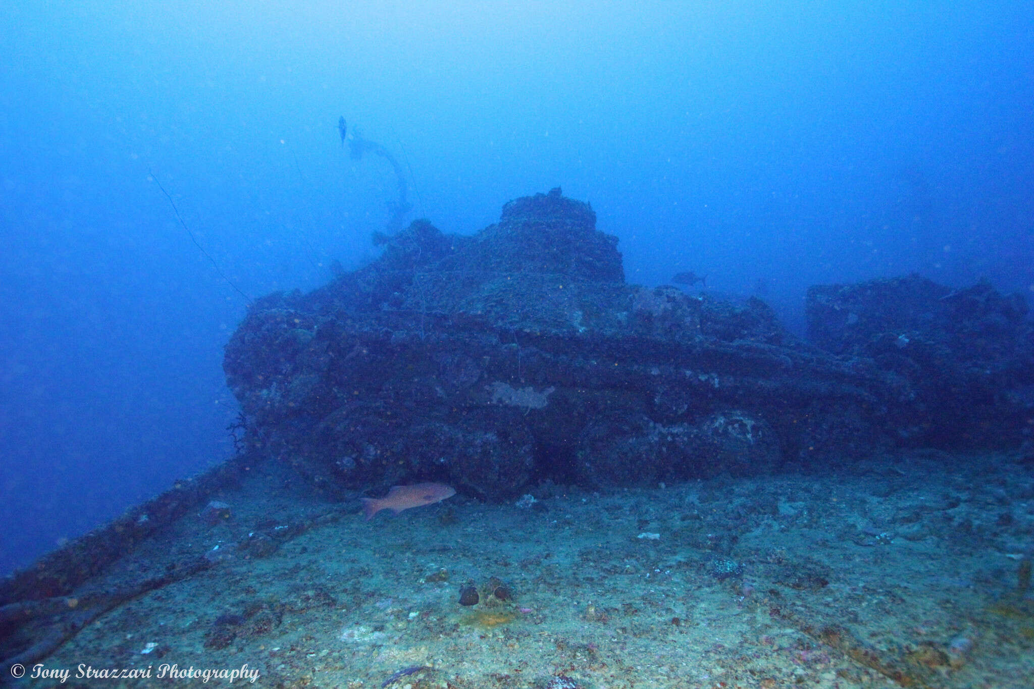 Image of Highfin coralgrouper