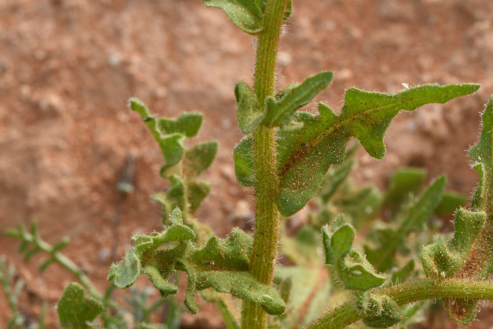 Image of Double Namaqua marigold