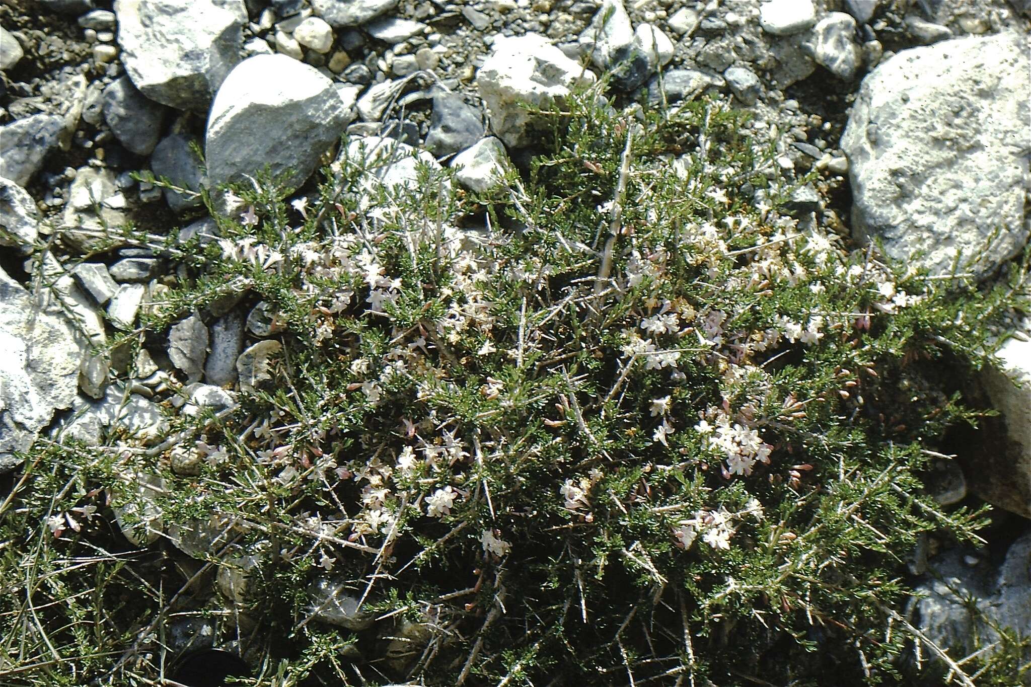 Image de Lonicera spinosa (Jacquem. ex Decne.) Walp.