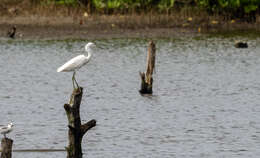 Image of Chinese Egret