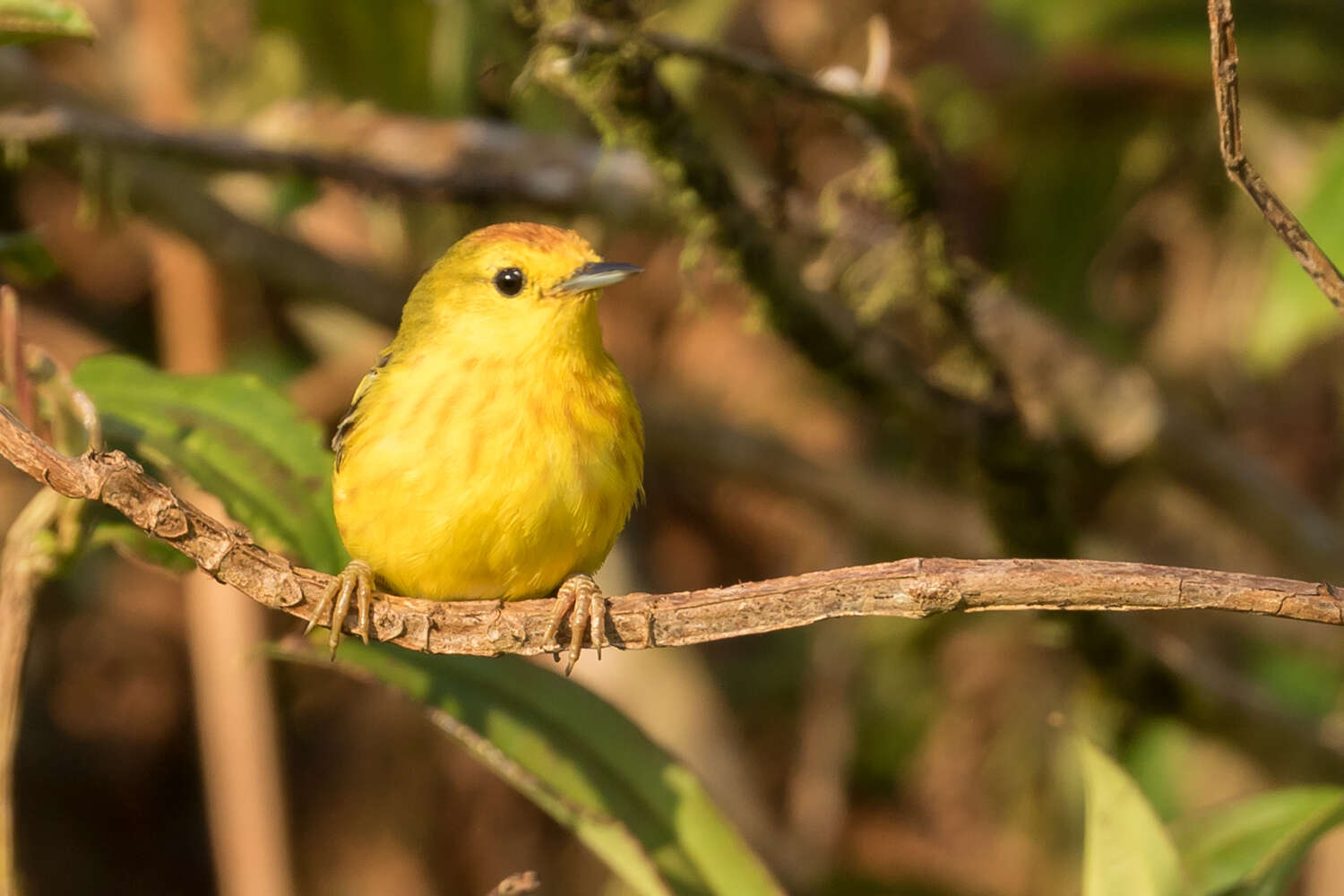 Imagem de Setophaga petechia aureola (Gould 1839)