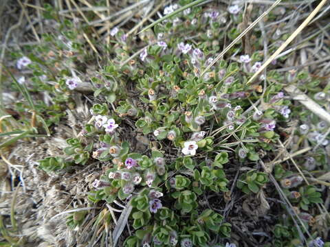 Sivun Clinopodium darwinii (Benth.) Kuntze kuva