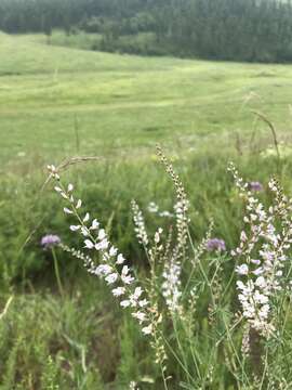 Image of Astragalus melilotoides Pall.