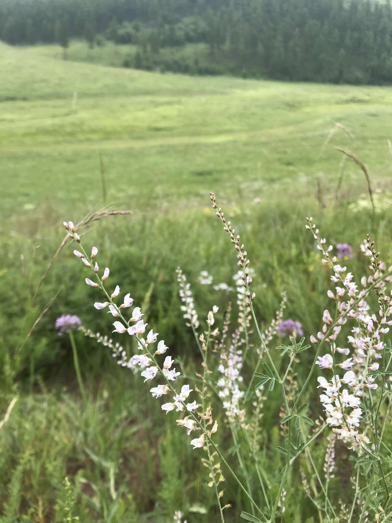 Image of Astragalus melilotoides Pall.