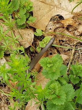 Image of Mountain Earth Snake