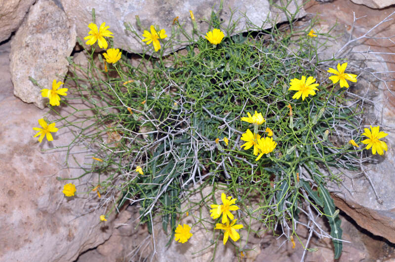 Image of Launaea lanifera Pau