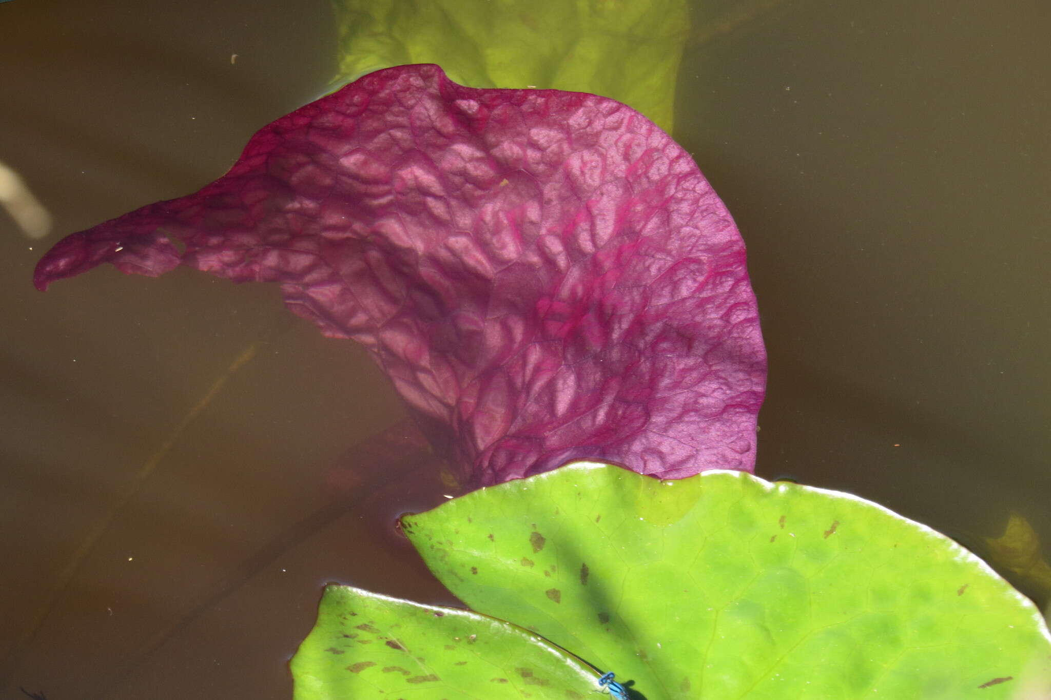 Image of blue star water-lily