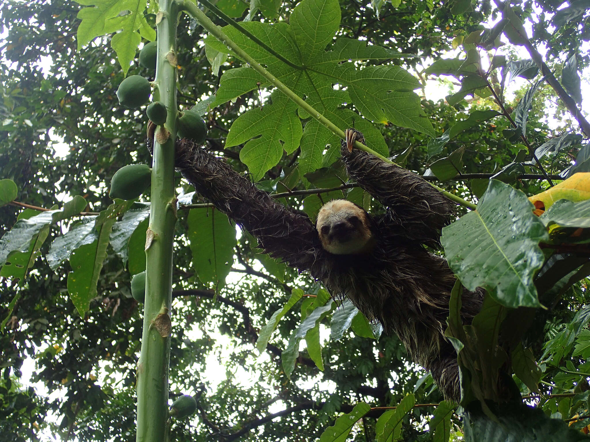 Image of Pale-throated Sloth