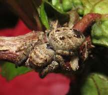 Image of Metaphidippus albopilosus (Peckham & Peckham 1901)