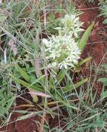 Image of Albuca donaldsonii Rendle