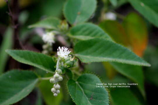 Слика од Croton ciliatoglandulifer Ortega