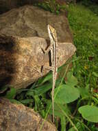 Image of Anolis sericeus Hallowell 1856