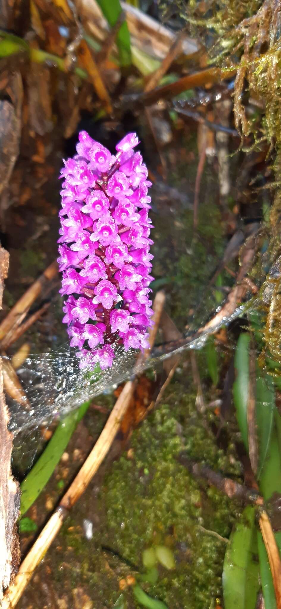 Imagem de Arpophyllum giganteum subsp. medium (Rchb. fil.) Dressler