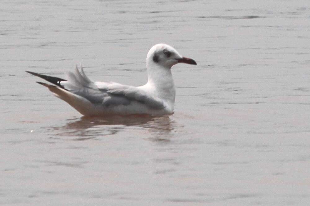 Imagem de Chroicocephalus brunnicephalus (Jerdon 1840)