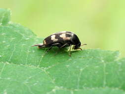 Image de Falsomordellistena pubescens (Fabricius 1798)