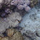 Sivun Sirppikeisarikala kuva