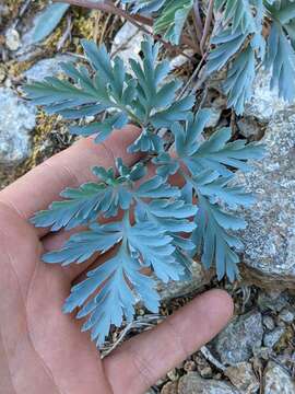 Sivun Dicentra formosa subsp. oregona (Eastw.) Munz kuva