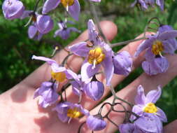 Image de Solanum dulcamaroides Dun.