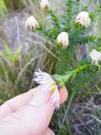 Image of Dune daisy