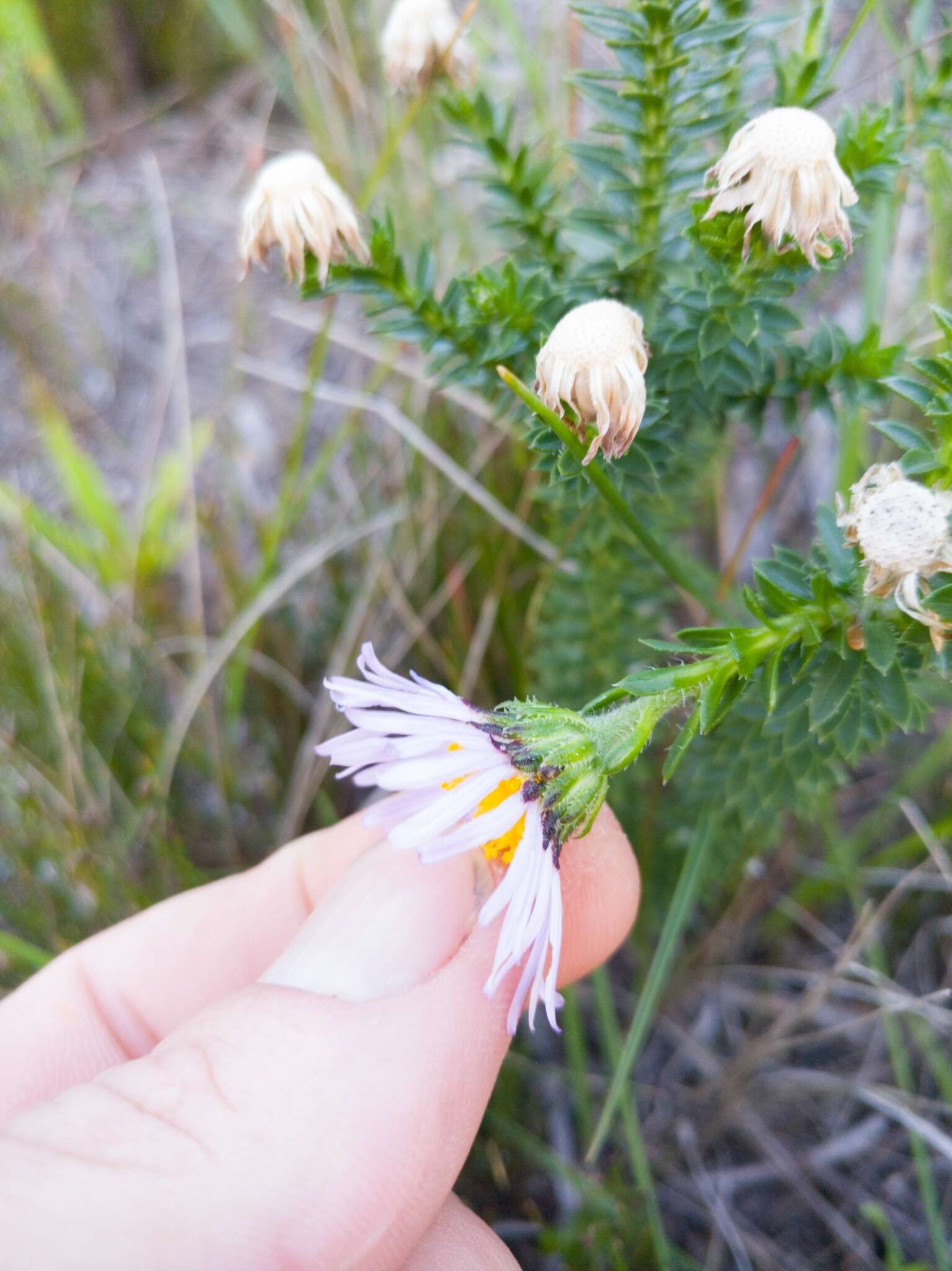 Image of Dune daisy