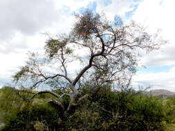 Image of Psittacanthus sonorae (Watson) J. Kuijt