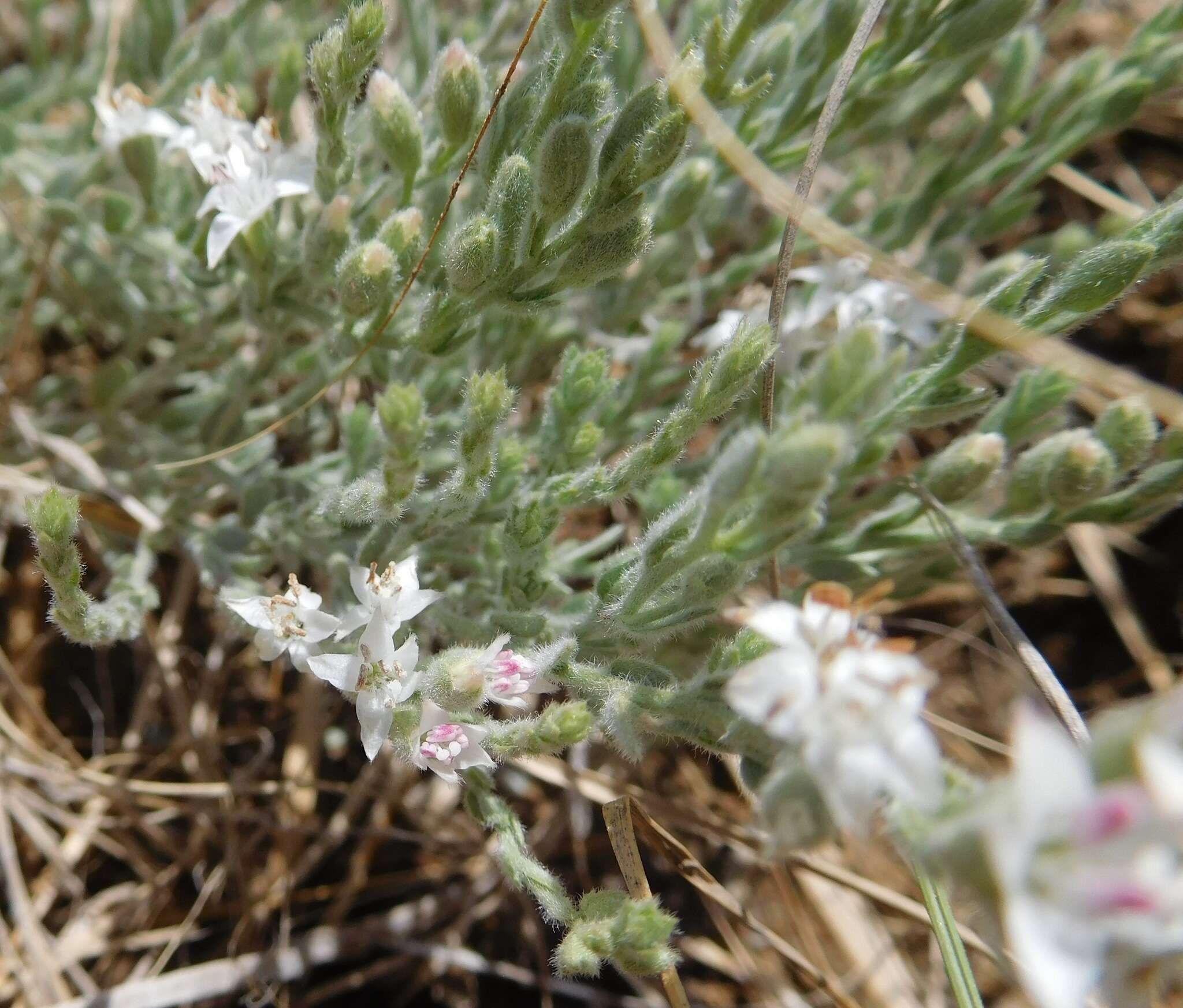 Image of spreading alkaliweed