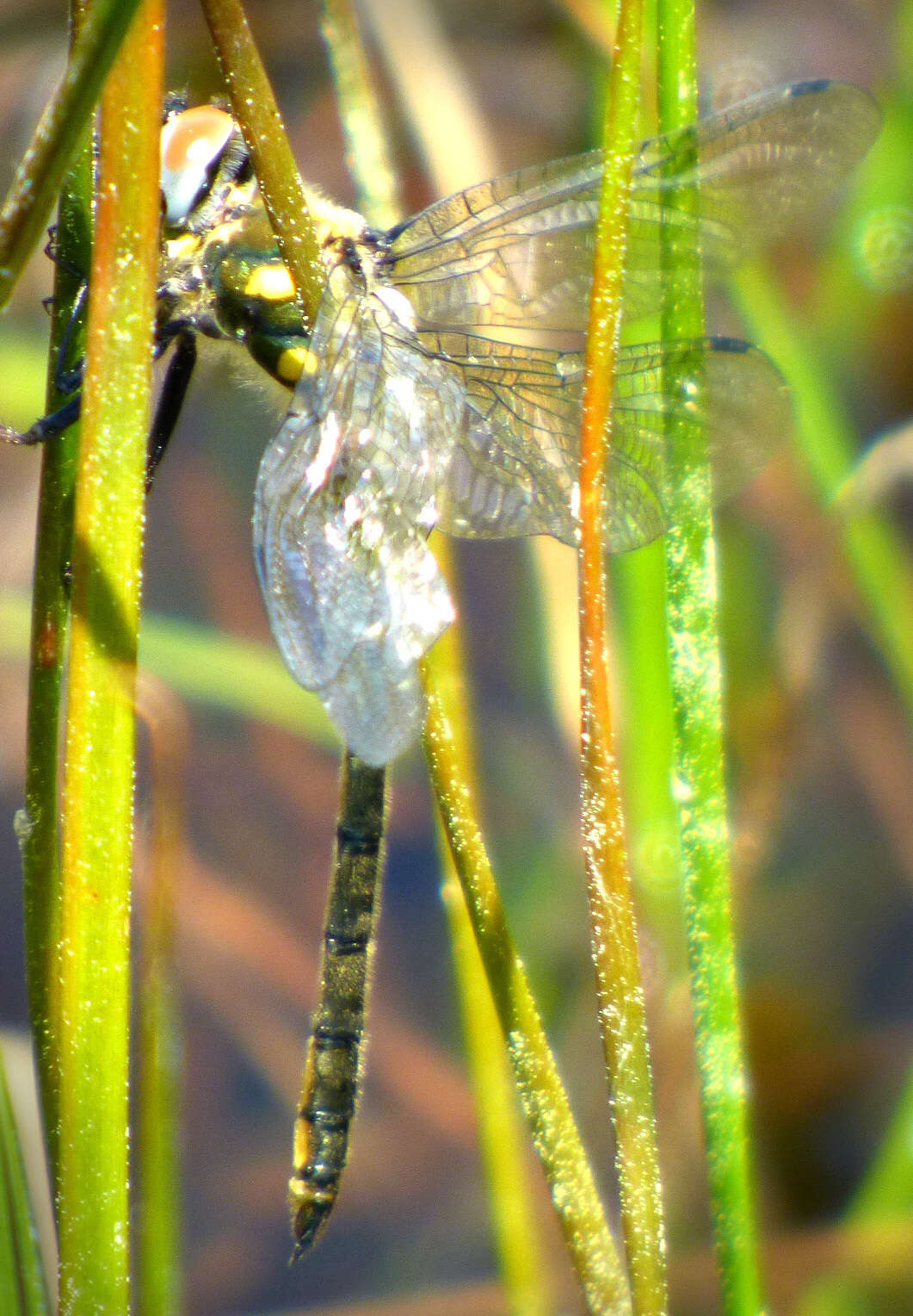 Image of Mountain Emerald