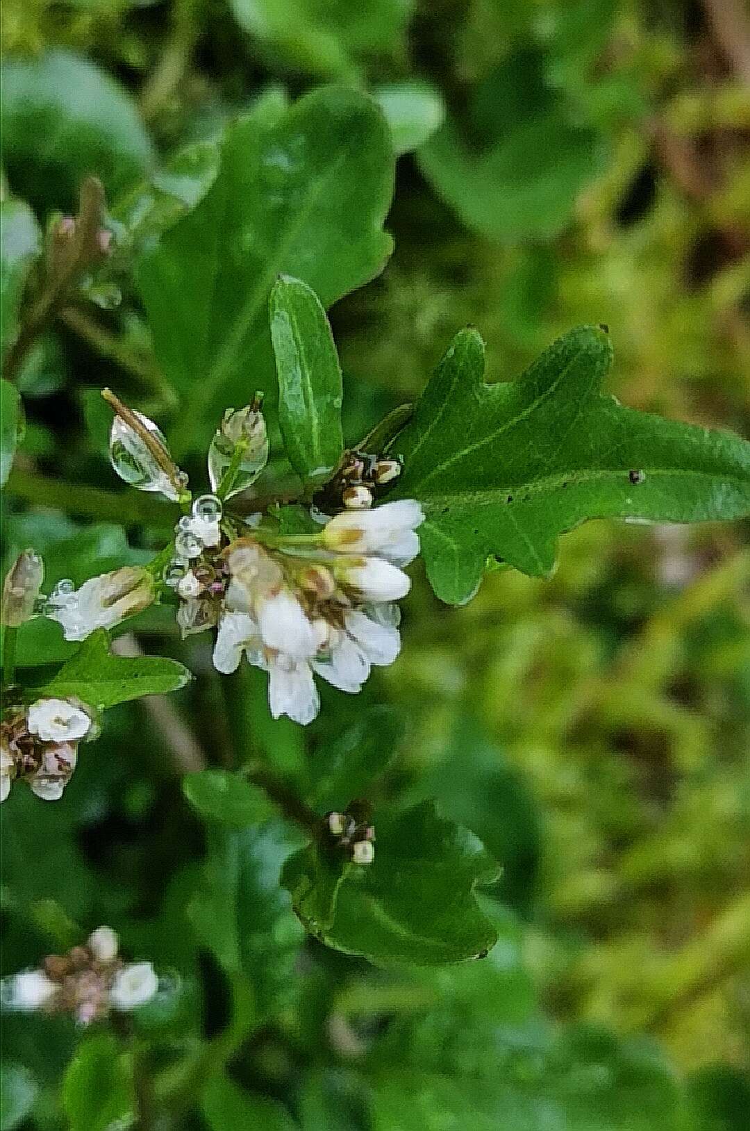 Image of Cardamine scutata Thunb.