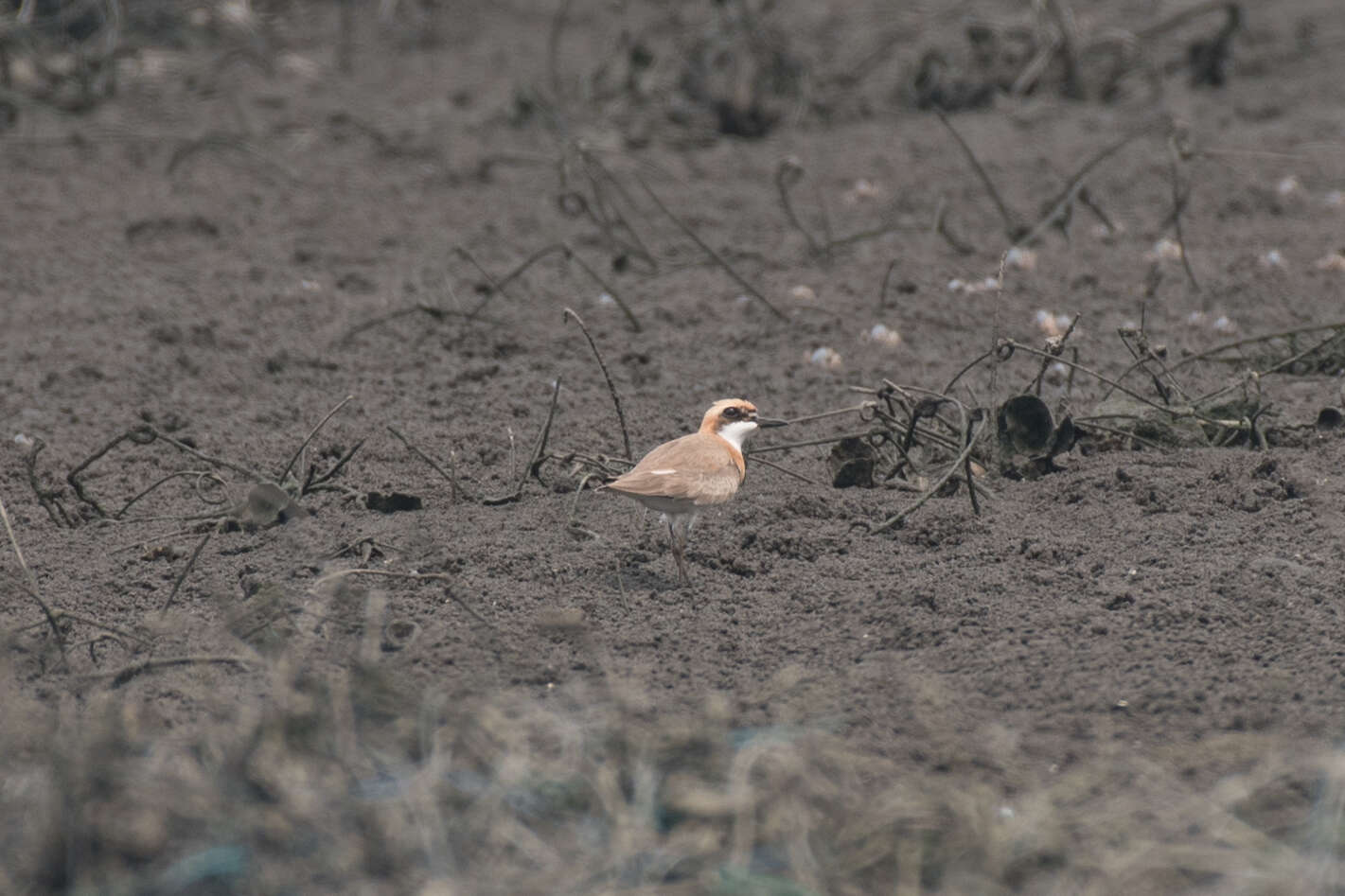 Image of Greater Sand Plover