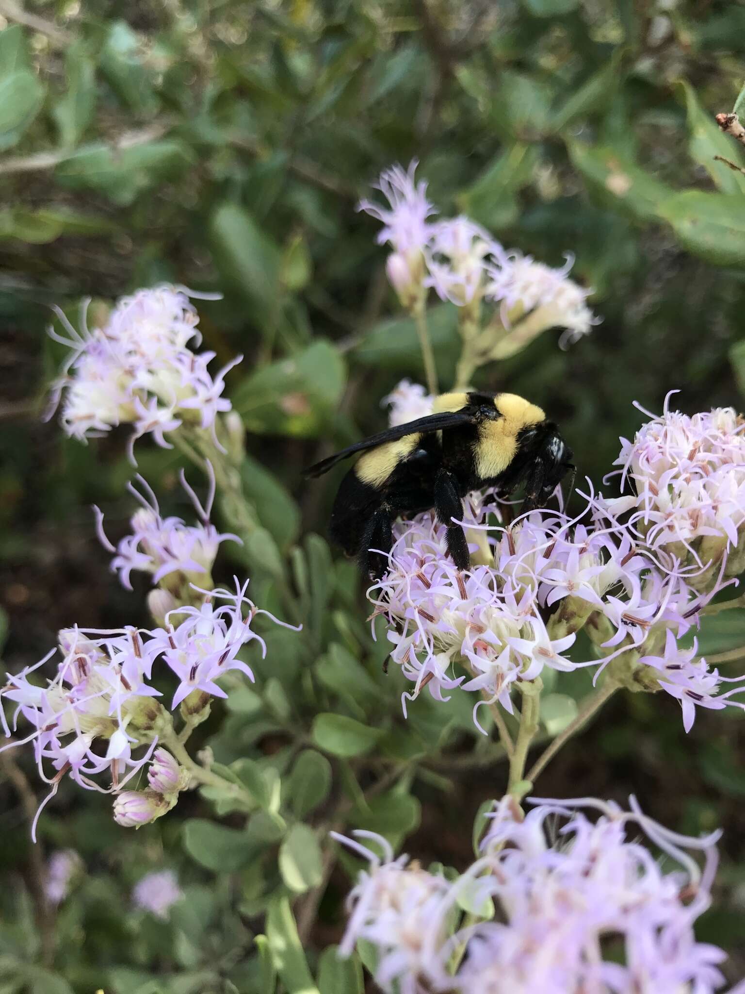 Слика од Bombus fraternus (Smith 1854)