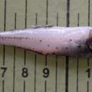 Image of Glacial Lanternfish