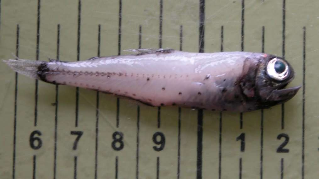 Image of Glacial Lanternfish