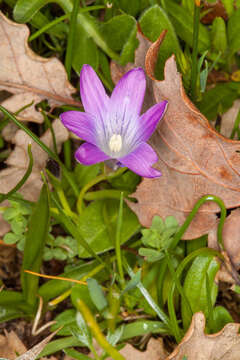 Image of Romulea ligustica Parl.