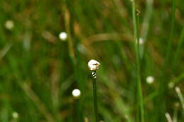 Image of Eriocaulon buergerianum Körn.