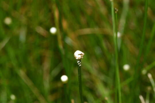 Image de Eriocaulon buergerianum Körn.