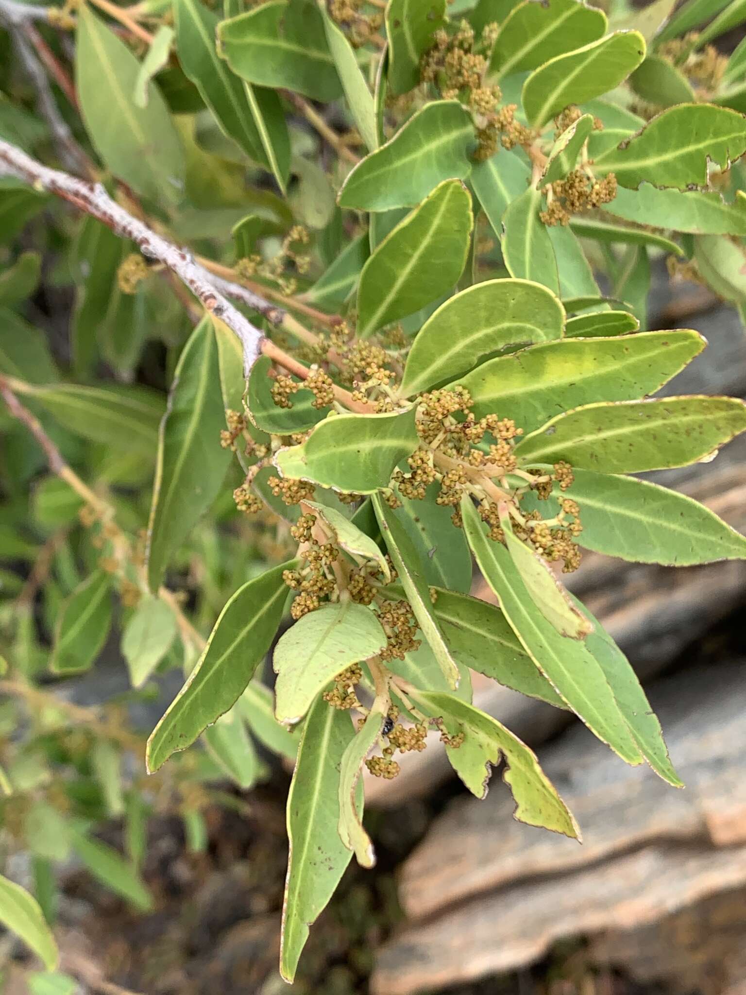 Image of Pterocelastrus echinatus N. E. Brown