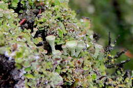 Image of Asahina's cup lichen