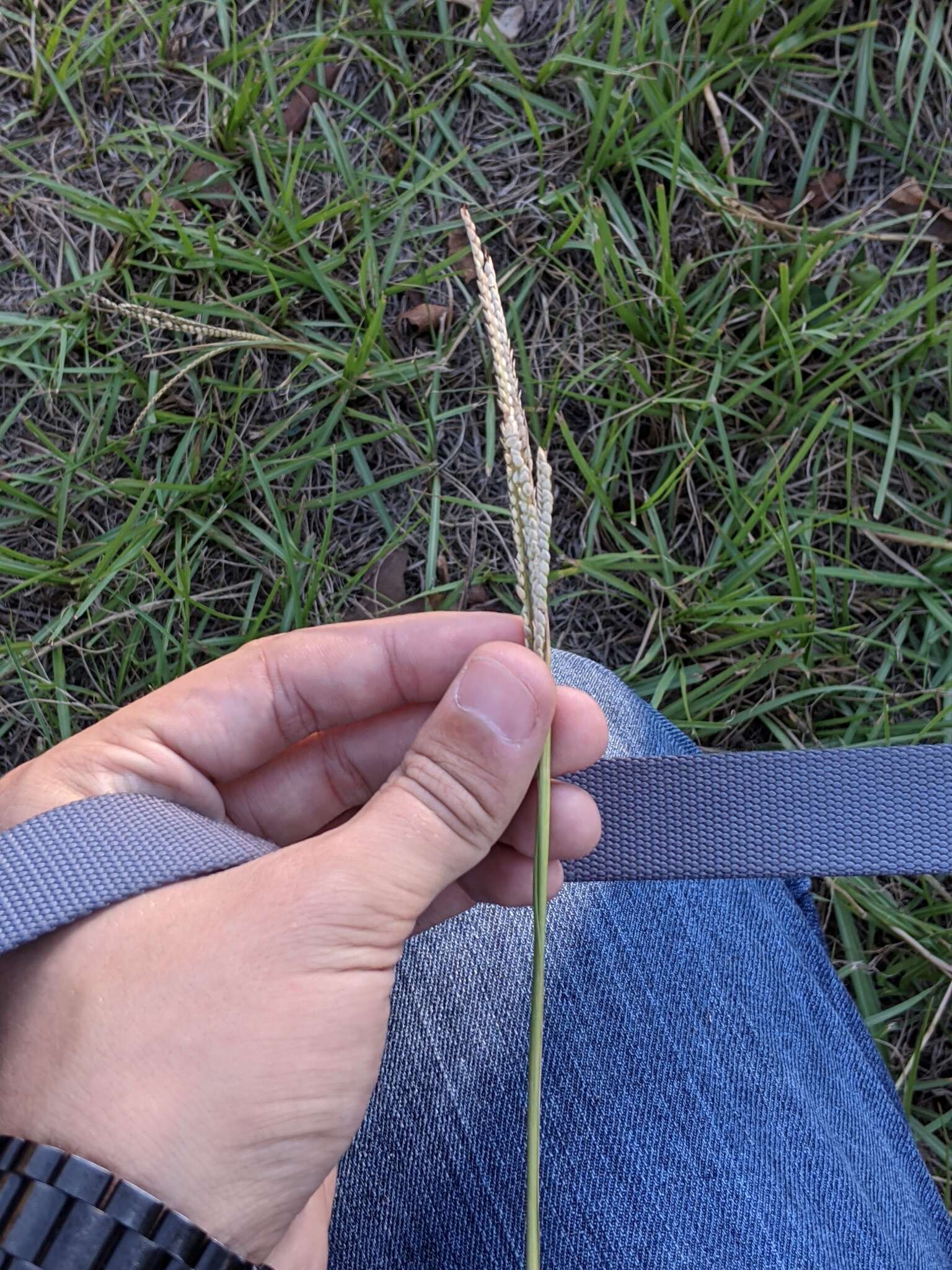 Image of Egyptian Water Crown Grass