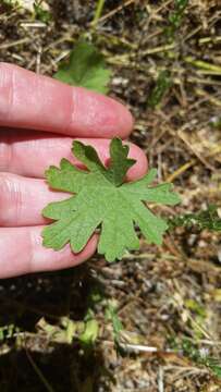 Image of dwarf checkerbloom