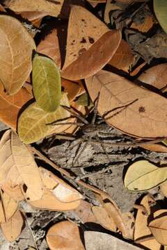 Image of Pardosa pseudoannulata (Bösenberg & Strand 1906)