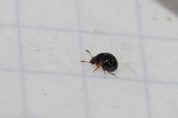 صورة Agathidium (Cyphoceble) nigrinum Sturm 1807