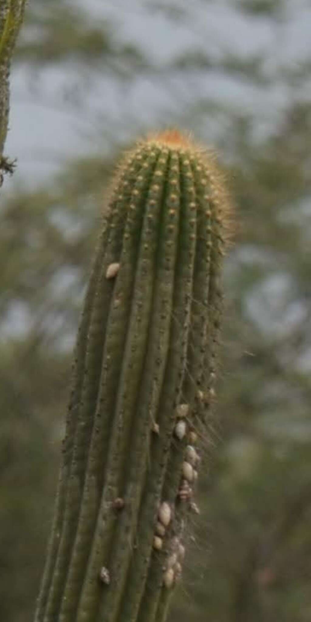 Imagem de Browningia microsperma (Werderm. & Backeb.) W. T. Marshall