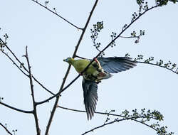 Image of Pin-tailed Green Pigeon