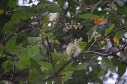 Image de Syzygium aqueum (Burm. fil.) Alst.