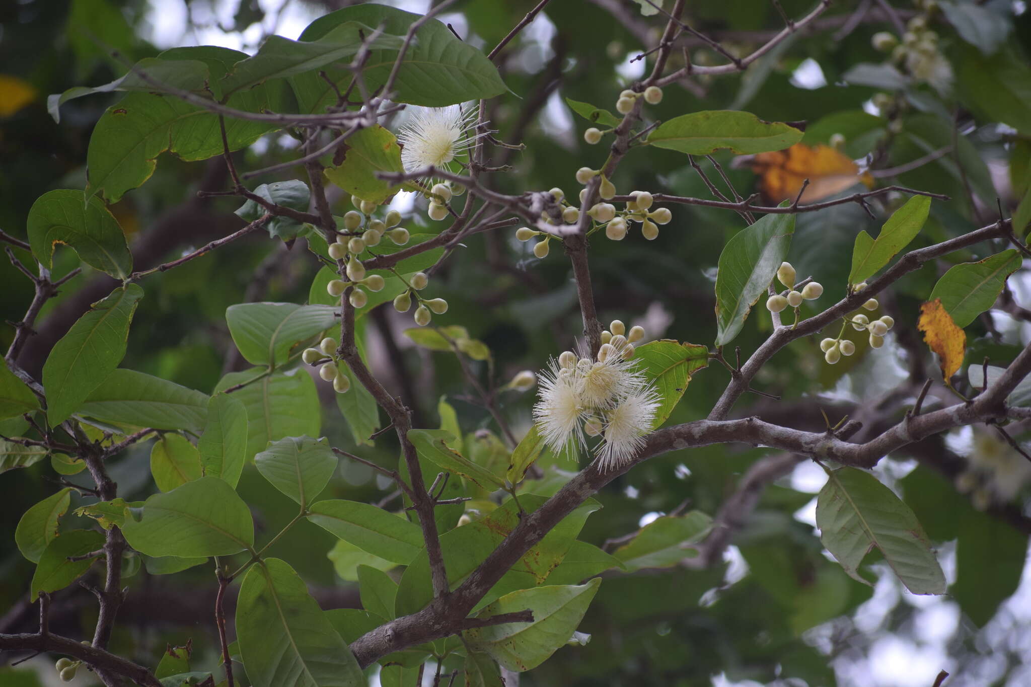 Image of watery roseapple