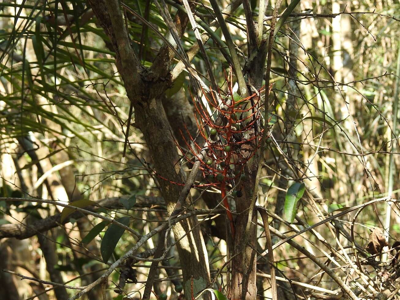 Image of Chamaedorea glaucifolia H. Wendl.